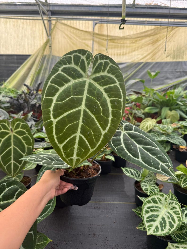 Coollective Plants Anthurium Magnificum Plant - Thumbnail 3