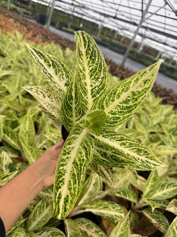 Aglaonema Legacy White : Chinese Evergreen Live Plant – Tropical