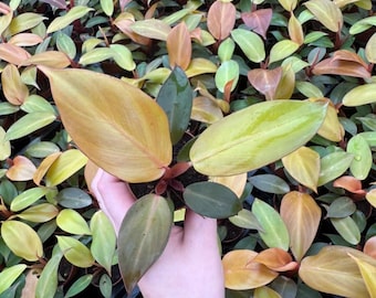May include: A Philodendron Prince of Orange plant featuring broad, pointed leaves that transition in color from deep bronze and copper to vibrant yellow-green. The plant is displayed among a dense collection of similar foliage.