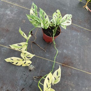 May include: A variegated Monstera adansonii plant with heart-shaped leaves featuring white and green patterns and natural fenestrations. The plant is potted in a small, round, reddish-brown plastic container with visible aerial roots extending outward.