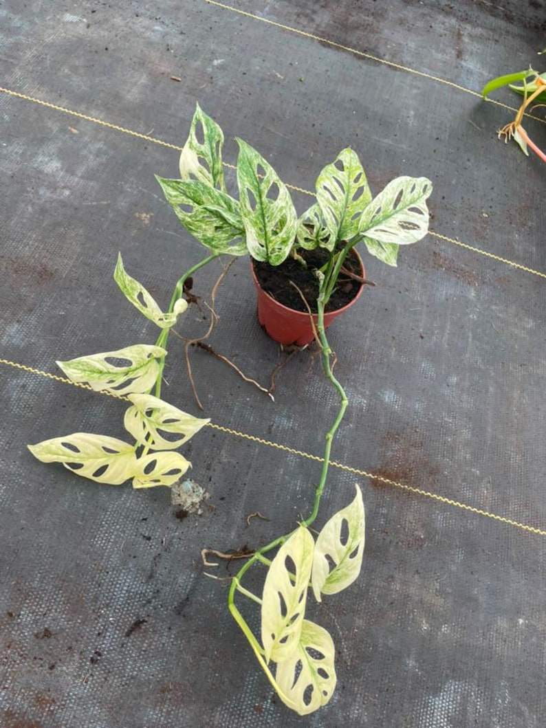 May include: A variegated Monstera adansonii plant with heart-shaped leaves featuring white and green patterns and natural fenestrations. The plant is potted in a small, round, reddish-brown plastic container with visible aerial roots extending outward.