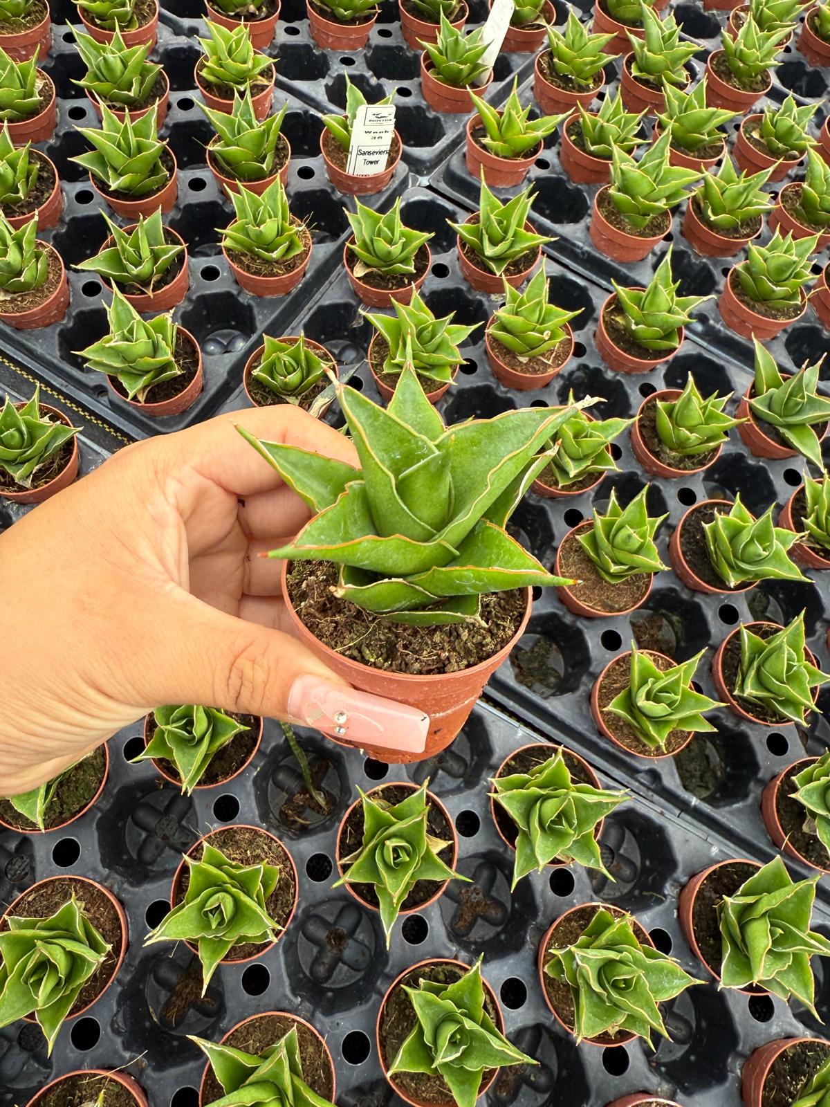 2" Sansevieria Green Tower