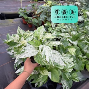 Epipremnum Pinnatum Marble Live Plant | Rare Variegated Houseplant | Tropical Indoor Vine | Easy Care Plant Gift