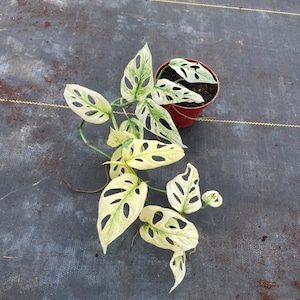 May include: A variegated Monstera adansonii plant with heart-shaped leaves featuring cream, white, and green patterns and natural perforations. The trailing vine grows from a small, round, reddish-brown plastic pot filled with dark potting soil.