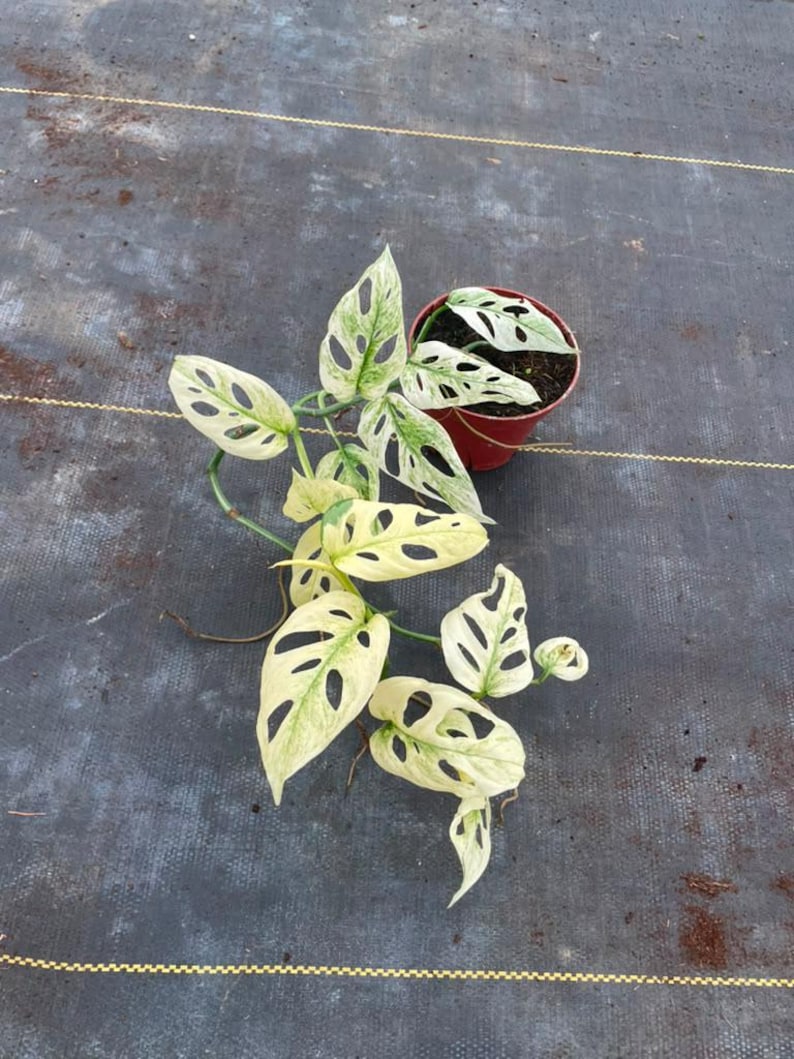 May include: A variegated Monstera adansonii plant with heart-shaped leaves featuring cream, white, and green patterns and natural perforations. The trailing vine grows from a small, round, reddish-brown plastic pot filled with dark potting soil.
