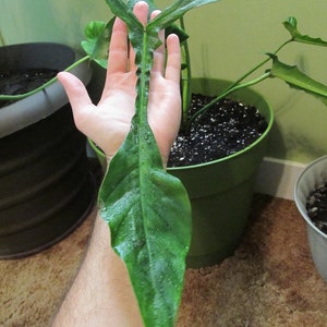 Philodendron Joepii (Rare Plant) - Live Indoor Houseplant – Easy Care Tropical Starter Plant, Beginner Friendly Decorative Foliage