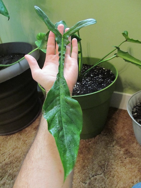 Philodendron Joepii (Rare Plant) - Live Indoor Houseplant – Easy Care Tropical Starter Plant, Beginner Friendly Decorative Foliage
