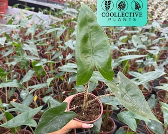 Alocasia Zebrina Plant, Tropical Indoor Houseplant - Live Plant, Easy Care, Starter Plant, Unique Zebra Stems