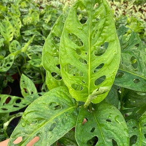 May include: A close-up of a Monstera adansonii plant with large, green leaves that have holes throughout. The leaves are glossy and appear to be wet.