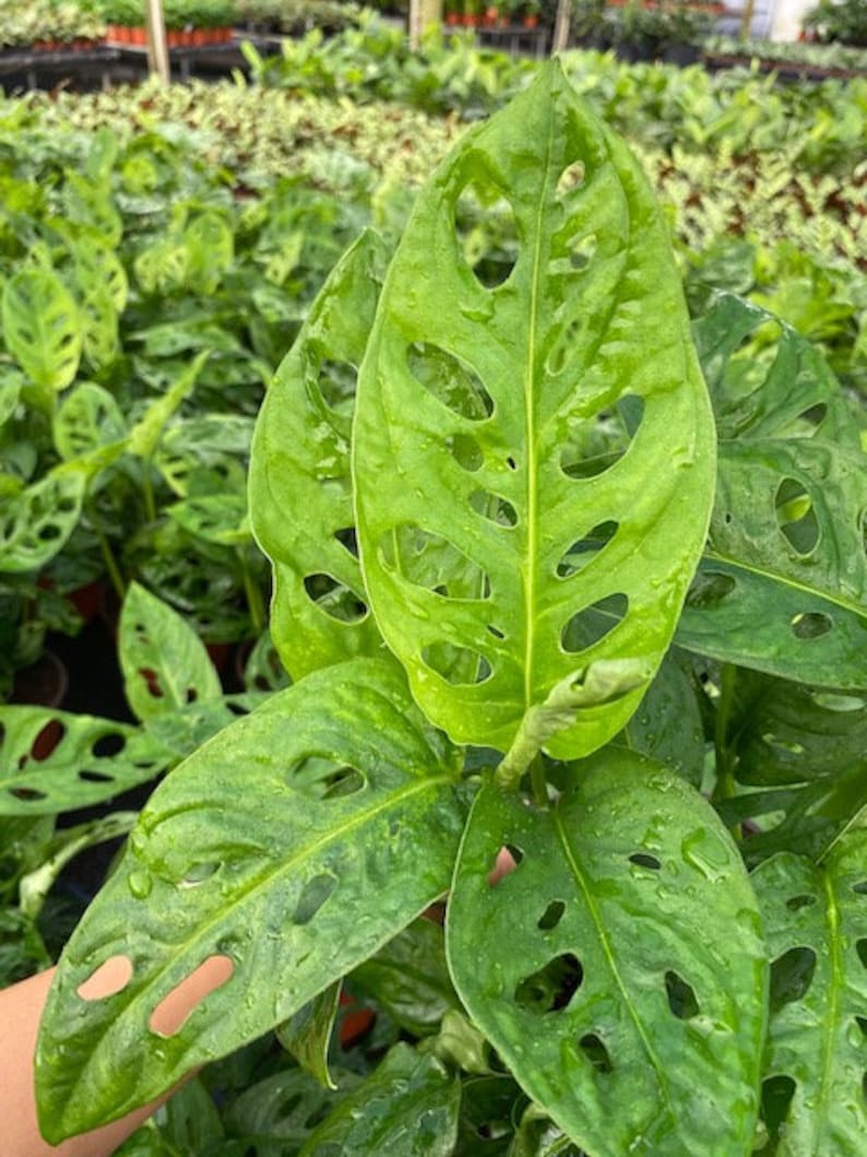 May include: A close-up of a Monstera adansonii plant with large, green leaves that have holes throughout. The leaves are glossy and appear to be wet.