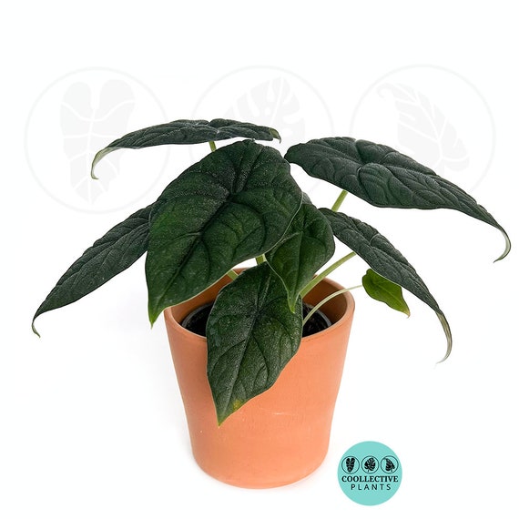 Rare Alocasia Rugosa Melo: Easy Care Starter Plant - Etsy