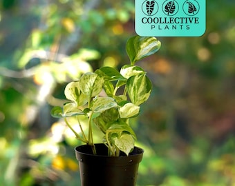 Pothos N joy "Scindapsus Pictus": Indoor Plants - Beginner Friendly Indoor Vine - Low Maintenance Live Houseplant