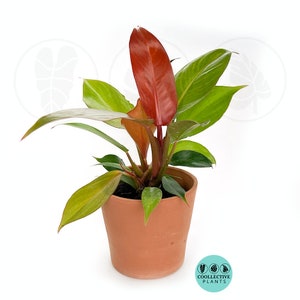 Baby Plant/4" Philodendron Sun red :  Indoor Plants - Easy Care Houseplant - Starter Plant ,Live Indoor, Easy to Grow - Beginner Plant