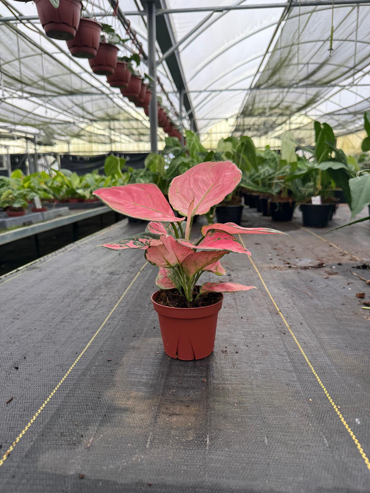 Aglaonema Beauty Pink : Chinese Evergreen Plant - Tropical Indoor