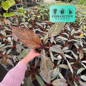 4" Pot Philodendron Sunspot – Rare Tropical Houseplant, Bright Green and Yellow Variegated Foliage, Indoor Plant for Home & Office