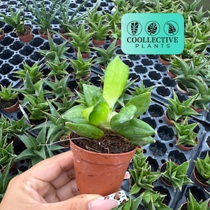 2” Sansevieria Pyramid Live Plant – Mini Upright Snake Plant for Desk – Beginner Friendly Plant