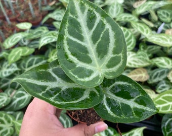 2" Anthurium Silver Blush "Rare Plant"