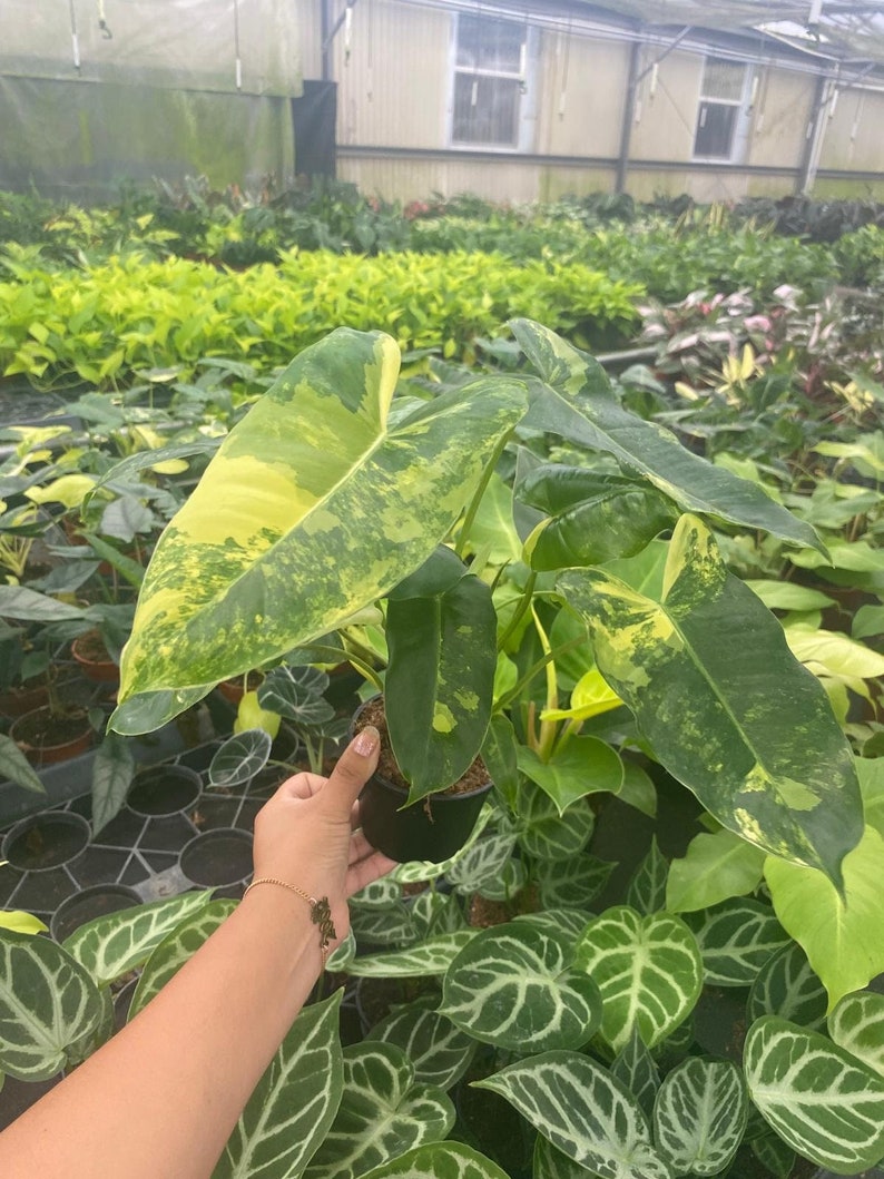 Op de afbeelding: Een bonte kamerplant met grote, groen-gele bladeren. De plant staat in een zwarte pot en is omringd door andere planten.