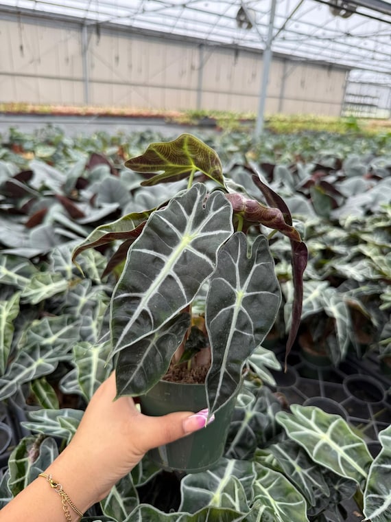 Alocasia Polly African Mask Live Plant - Easy Care Tropical Indoor Houseplant – Beginner Friendly Starter