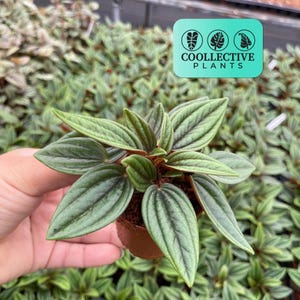 Peperomia Rosso de 5 cm - Planta de interior viva para principiantes - Planta tropical de interior de fácil cuidado, ideal para principiantes