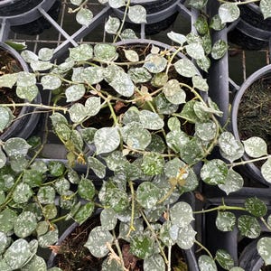 May include: Close-up of a group of potted plants with variegated leaves. The leaves are a mix of green and white, and the plants are growing in black pots. The pots are arranged in a grid pattern.