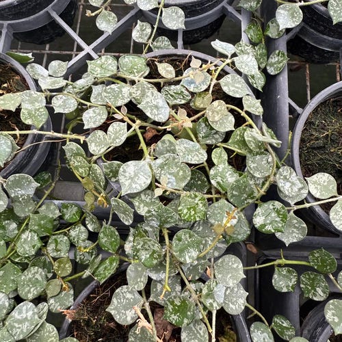 Hoya Curtisii Live Plant – Trailing Indoor Hoya With Silver