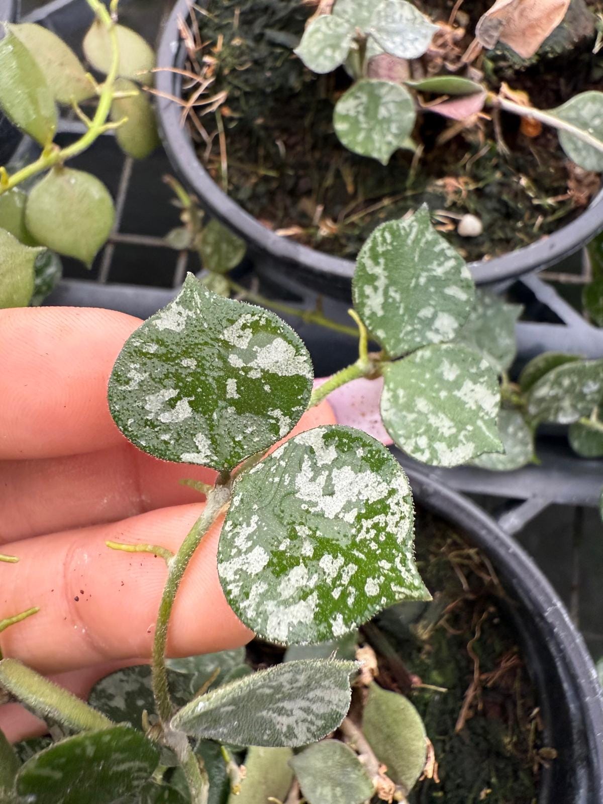 Hoya Curtisii Live Plant – Trailing Indoor Hoya With Silver