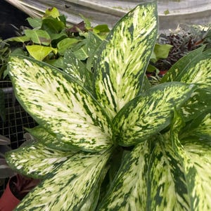 May include: Close-up of a Dieffenbachia plant with large, variegated leaves. The leaves display a striking pattern of green and creamy white, creating a textured appearance. The plant is part of a larger collection of greenery.