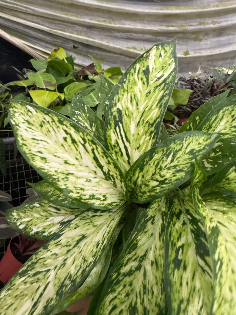 May include: Close-up of a Dieffenbachia plant with large, variegated leaves. The leaves display a striking pattern of green and creamy white, creating a textured appearance. The plant is part of a larger collection of greenery.