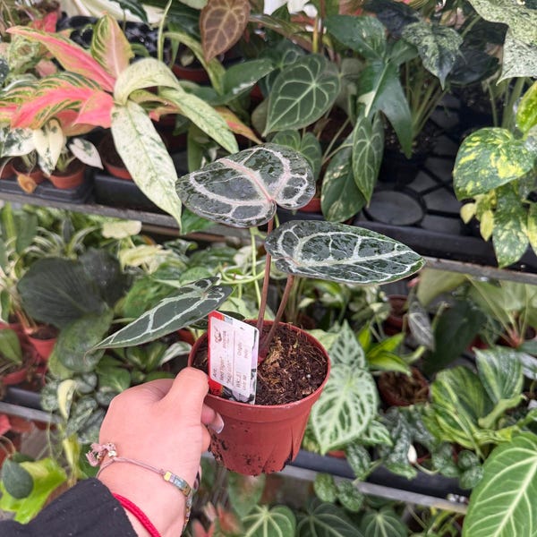 Anthurium Redtiger (Hajiulih): Rare Tropical Aroid Indoor Houseplant, Exotic Velvet Leaf Collector Plant for Plant Lovers