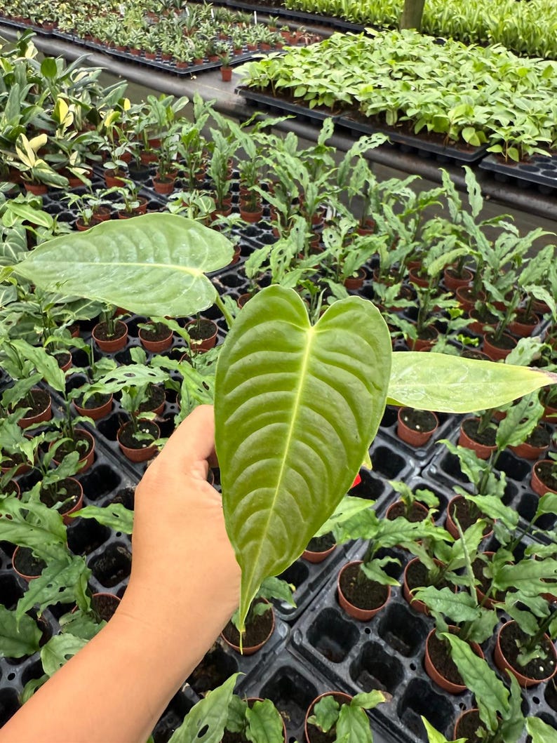 Rare 2 inch Anthurium Veitchii live plant tropical aroid houseplant with long velvety ribbed leaves perfect for collectors indoor décor desk plant and unique plant gifts