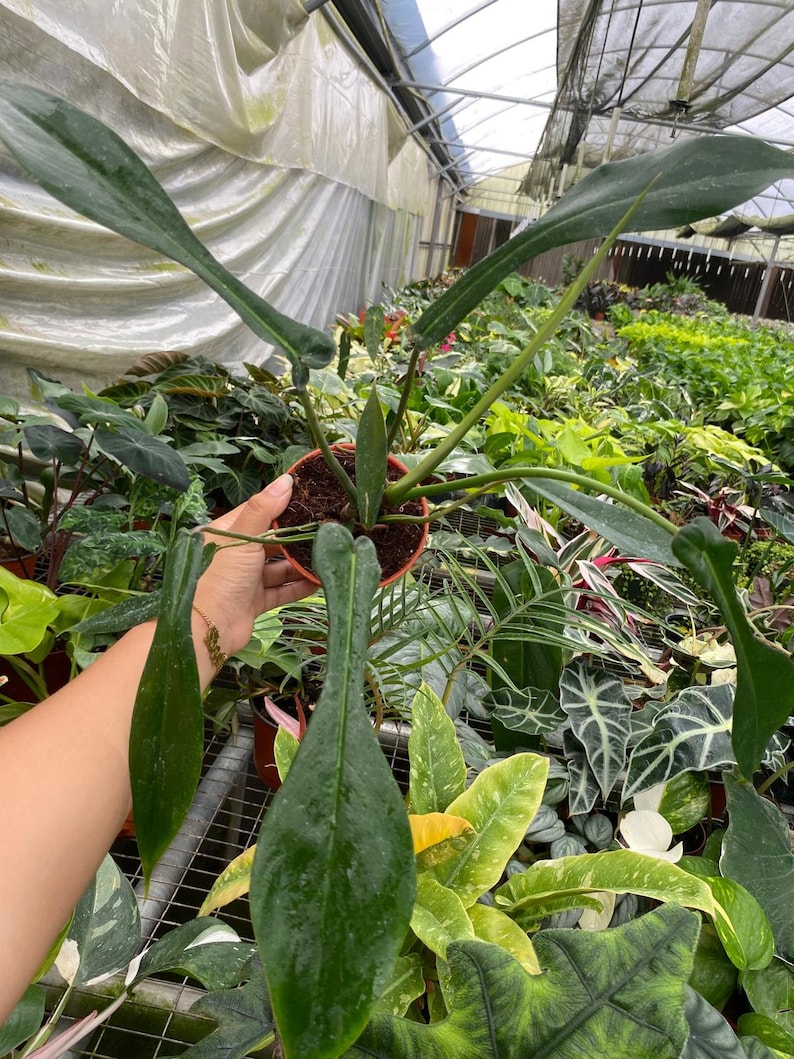 Coollective Plants Philodendron Joepii - Thumbnail 5