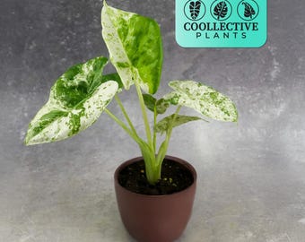 Alocasia Macrorrhiza Variegated Pink Houseplant, Exotic Tropical Plant - Indoor Decor, Easy Care, Unique Pink Foliage