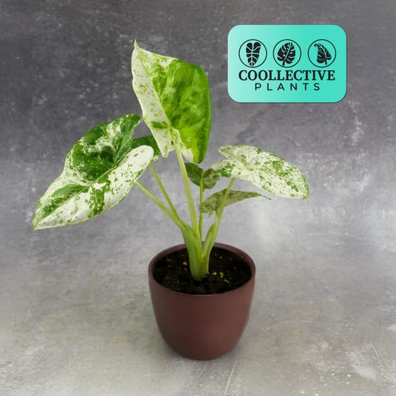 Alocasia Macrorrhiza Variegated Pink Houseplant, Exotic Tropical