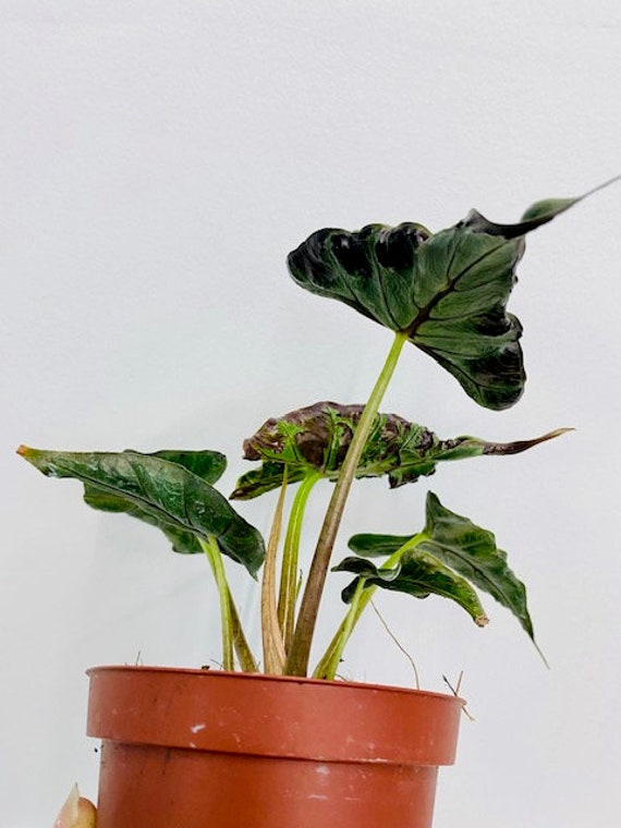 Alocasia Loco : Indoor Plants - Easy Care Houseplant