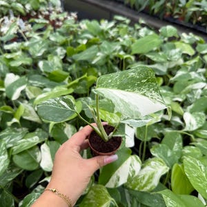 May include: A small potted plant with large green and white variegated leaves. The plant is held in a small brown pot. Other similar plants are visible in the background, creating a lush, green environment. The leaves have a unique pattern.