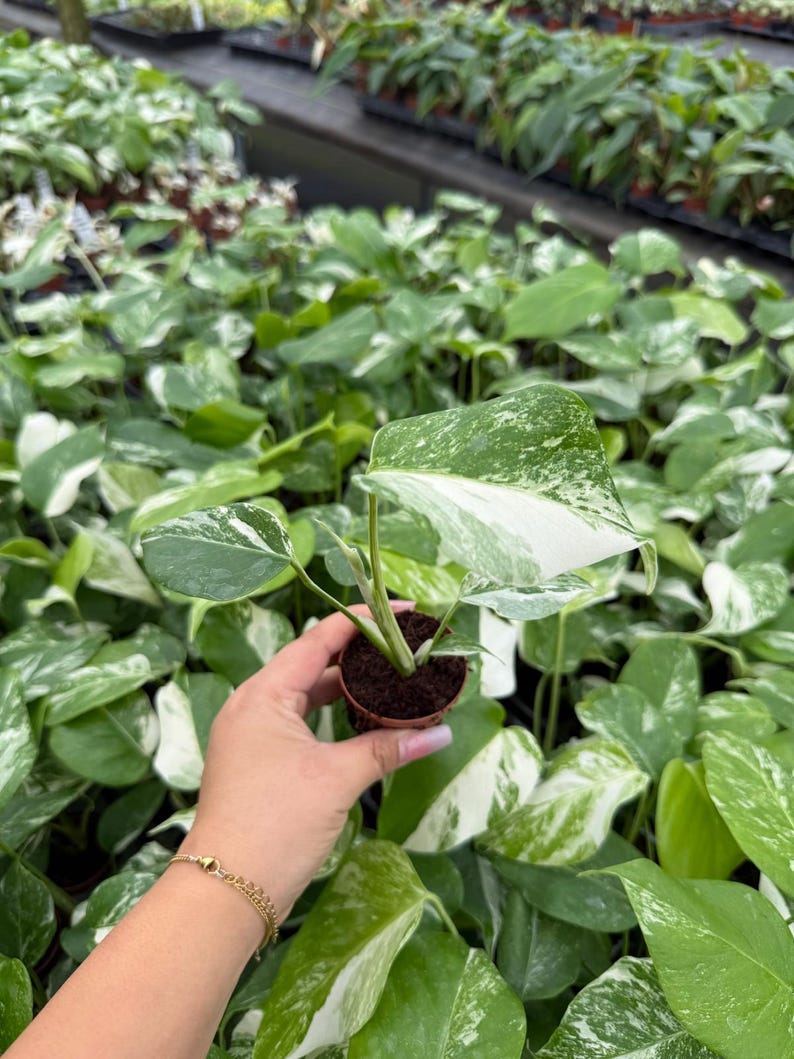 May include: A small potted plant with large green and white variegated leaves. The plant is held in a small brown pot. Other similar plants are visible in the background, creating a lush, green environment. The leaves have a unique pattern.