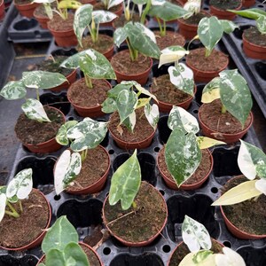 May include: A close-up view of a tray of small potted plants. The plants have variegated leaves with green and white markings. The plants are in small brown pots and are arranged in a black tray.