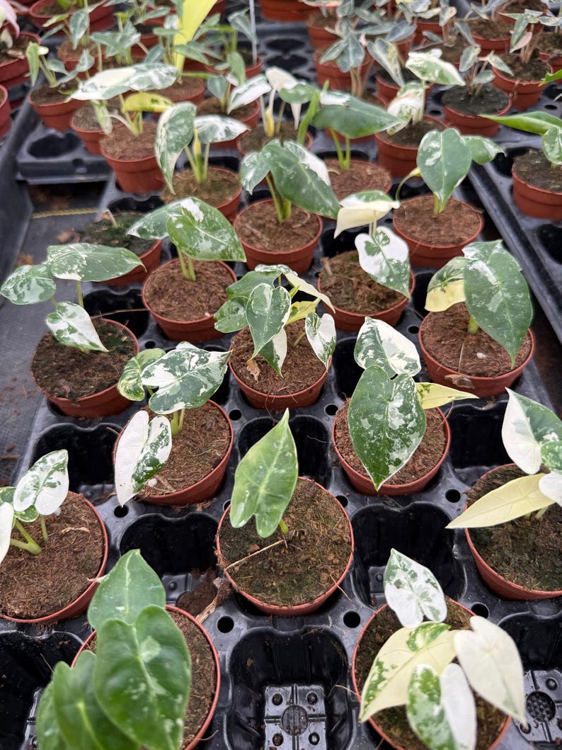 May include: A close-up view of a tray of small potted plants. The plants have variegated leaves with green and white markings. The plants are in small brown pots and are arranged in a black tray.