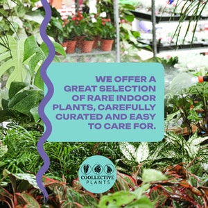 Op de afbeelding: Een close-up van een verscheidenheid aan groene planten in een kasomgeving. De tekst "WE OFFER A GREAT SELECTION OF RARE INDOOR PLANTS, CAREFULLY CURATED AND EASY TO CARE FOR." wordt weergegeven op een lichtblauwe achtergrond. De tekst "COOLLECTIVE PLANTS" wordt weergegeven op een witte cirkel met drie groene plantpictogrammen.