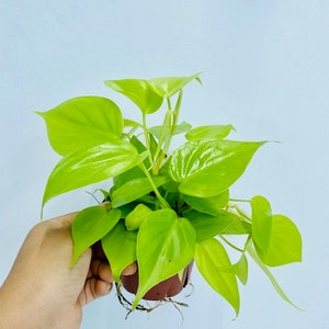 Philodendron Hederaceum Lemon Lime