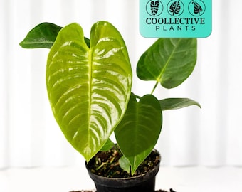 Anthurium Veitchii Starter Plant (ALL STARTER PLANTS Require You