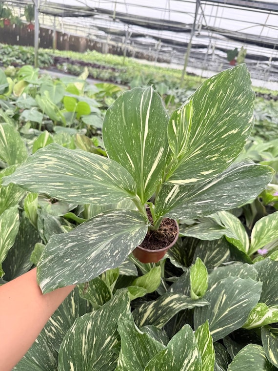 Kaempferia Arctic Stripe Live Plant 4