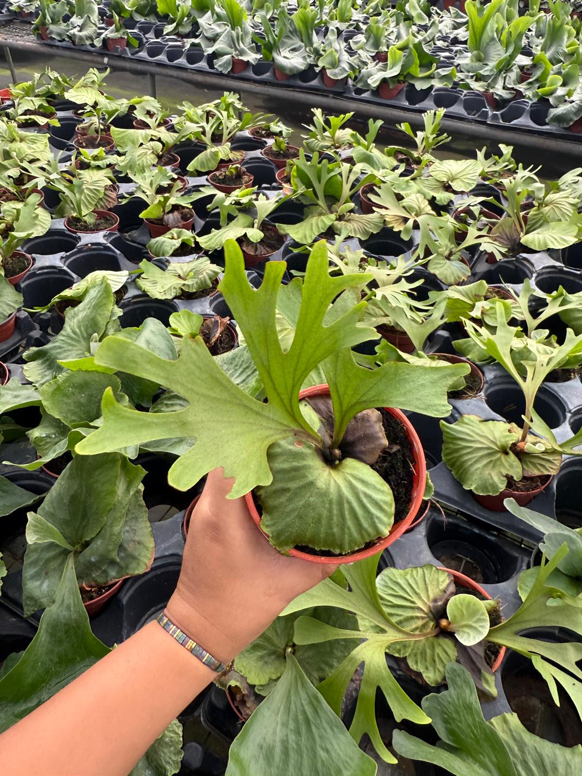 Platycerium ridleyi (Ridley's Staghorn Fern)