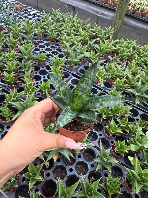 buy big snake plant Sansevieria laurentii 'Snake Plant' – Snakeroot Botanicals