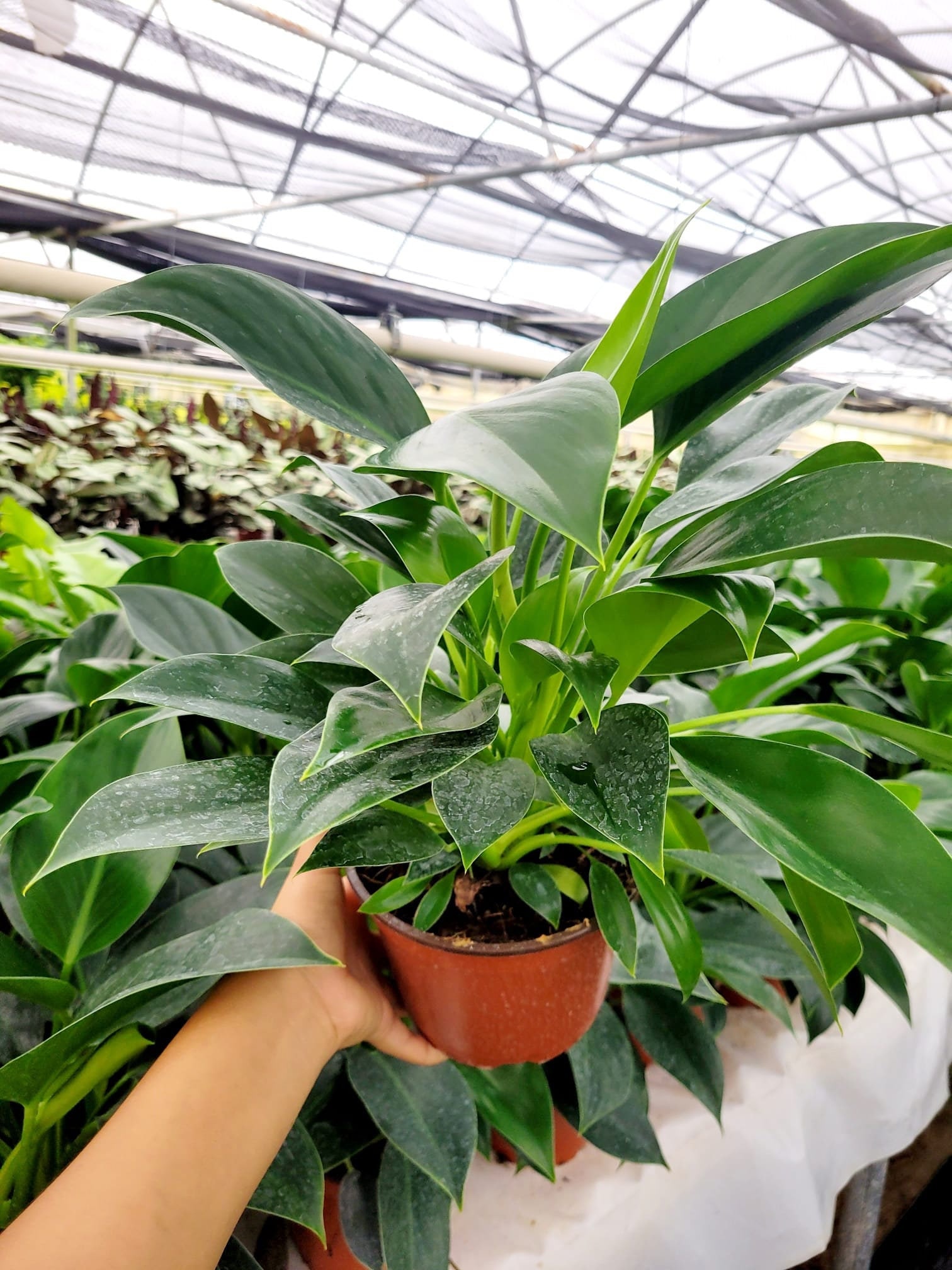6" Live Plant Philodendron *mia*... New Hybrid, Just Realease 2020. - Etsy  Australia