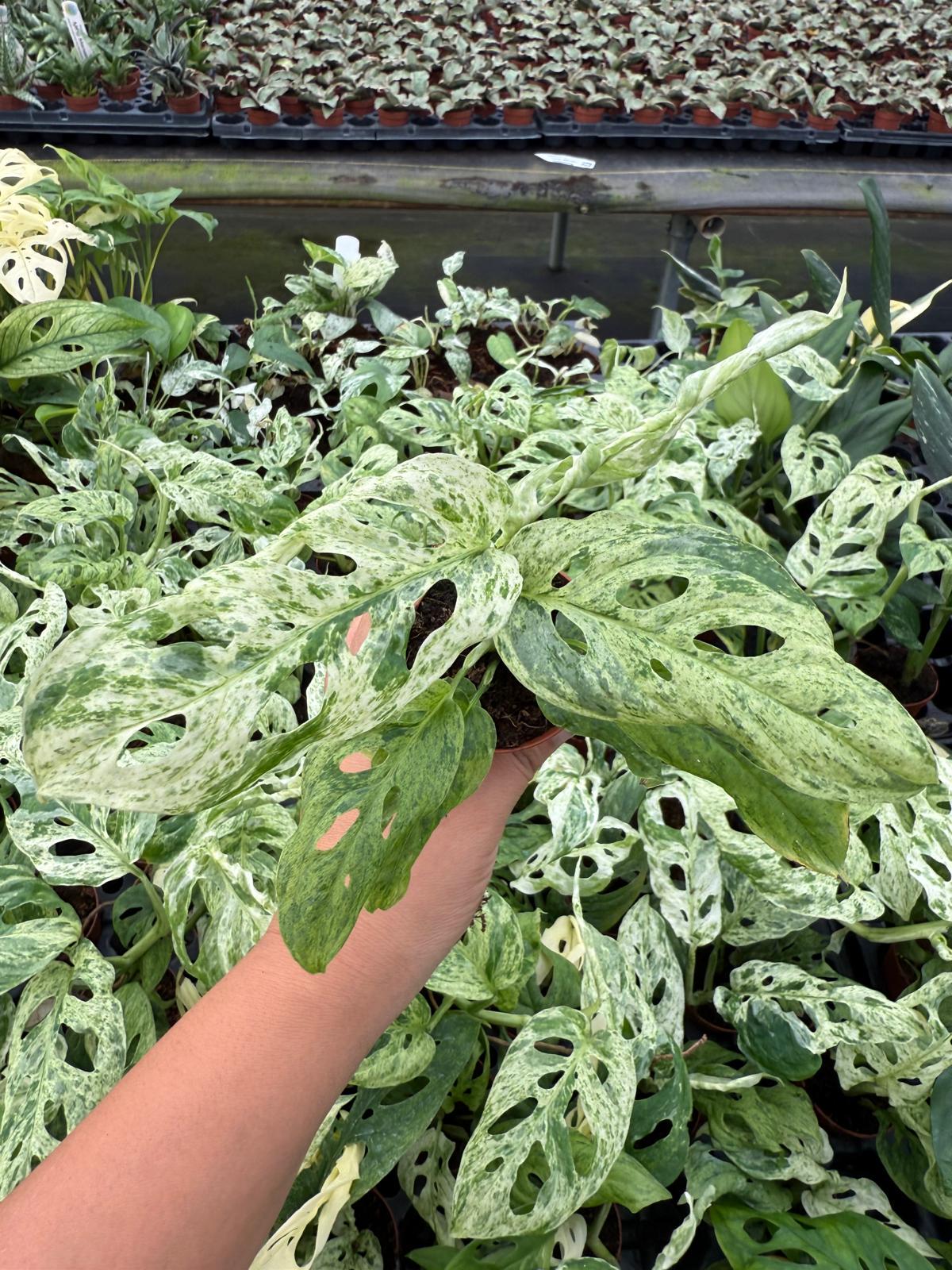 2" Monstera Adansonii Frozen Freckles Variegated  Rare Live Swiss Cheese  Plant, Tropical Indoor Houseplant - Etsy