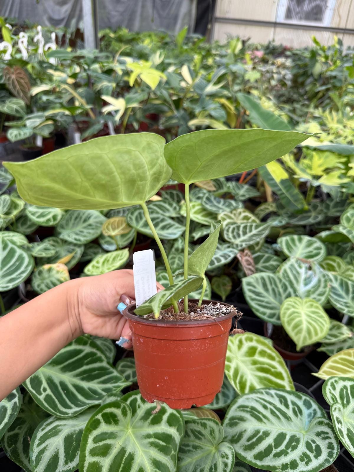 Anthurium Dorayaki X Silver Blush: Rare Indoor Foliage Live Plant