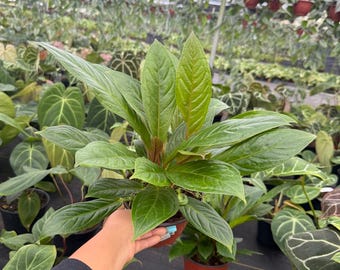 Anthurium Red Flag: Exotic Indoor Houseplant, Rare Live Tropical Plant