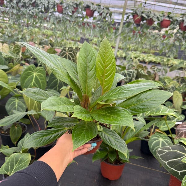 Anthurium Red Flag: Exotic Indoor Houseplant, Rare Live Tropical Plant